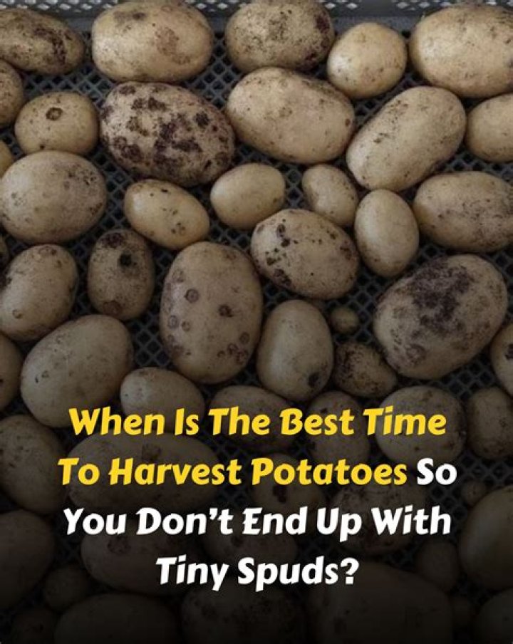 When to harvest spuds?