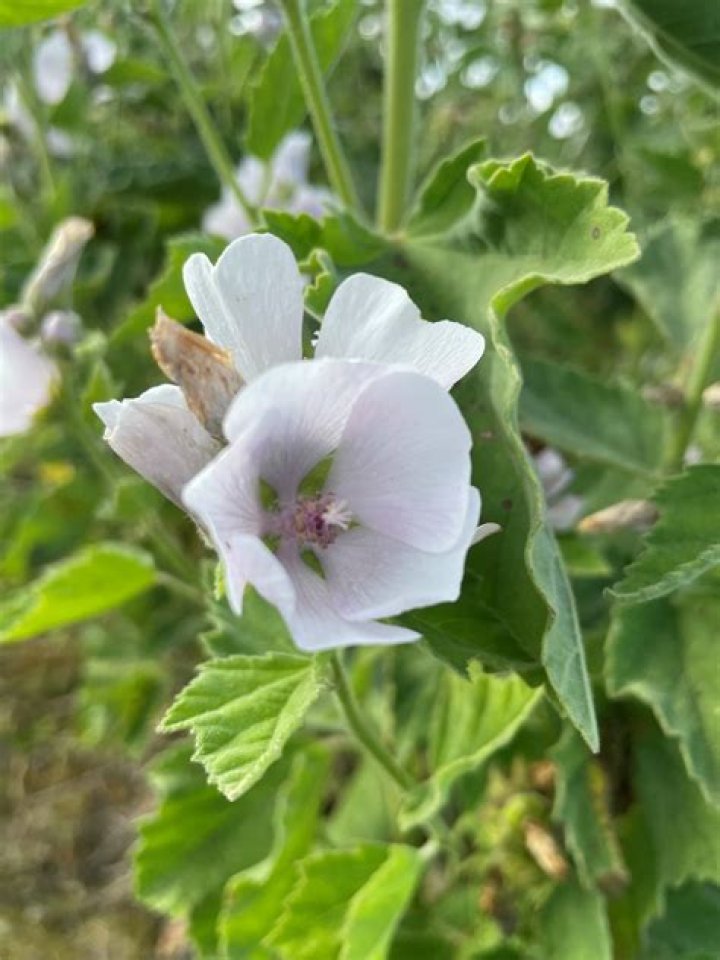 When to plant marsh mallow?