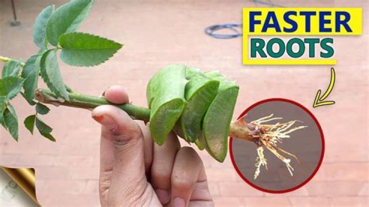When to plant rooted rose cuttings?