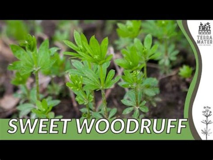 When to plant sweet woodruff?