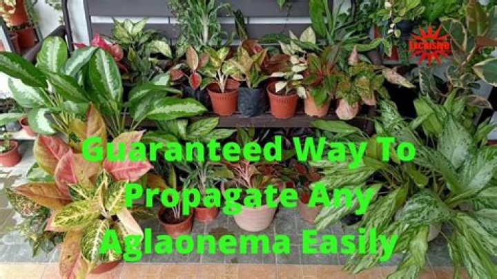 When to propagate aglaonema?