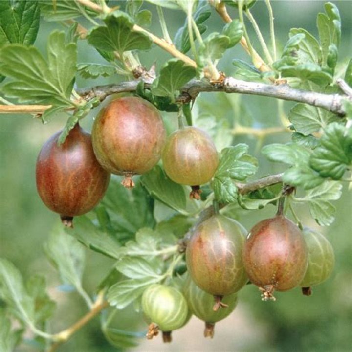 When to prune gooseberries?