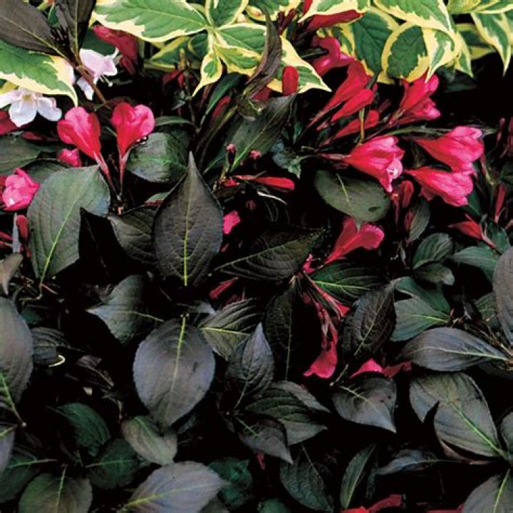 When to prune wine and roses weigela?