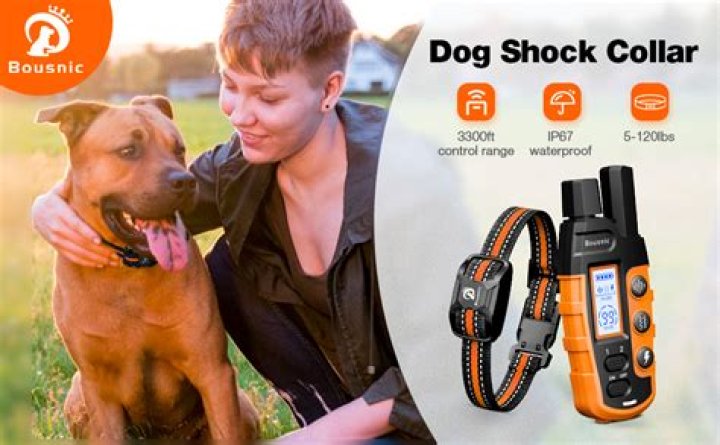 When to train a dog with a shock collar?