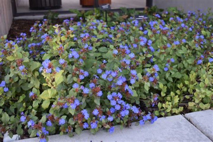 When to transplant plumbago?