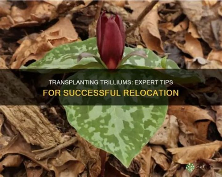 When to transplant trillium?