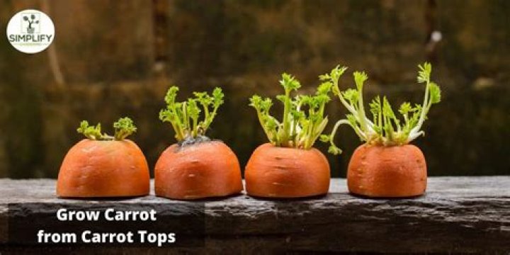 When to trim carrot tops?