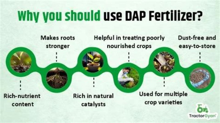 When to use dap fertilizer?
