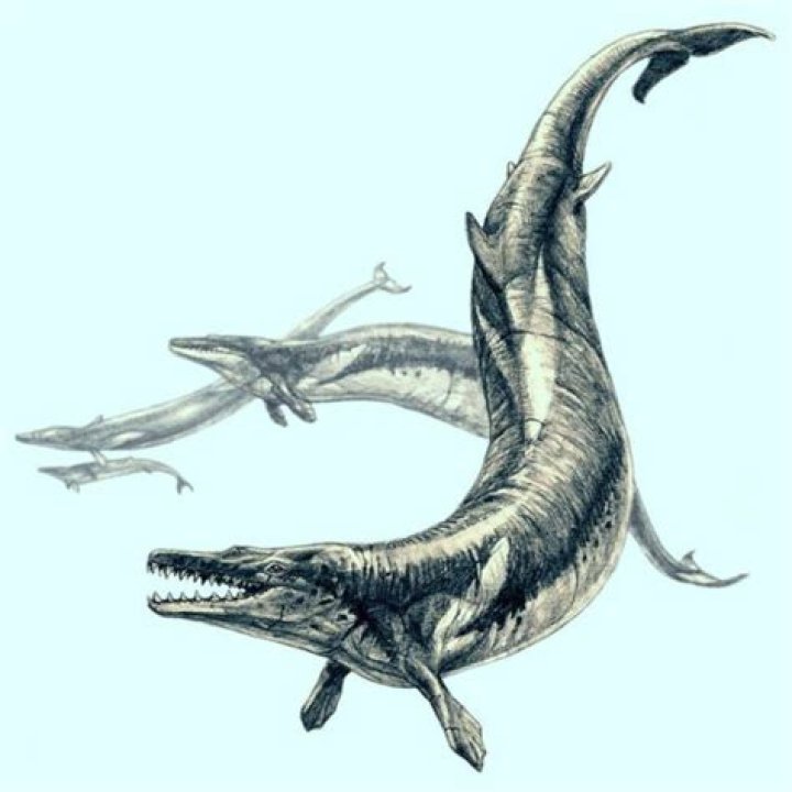 When was the basilosaurus found?
