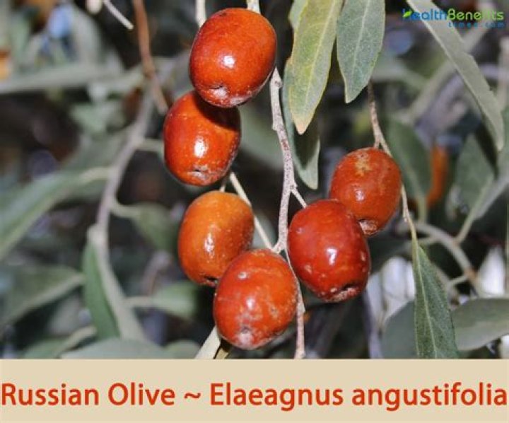 When was the russian olive introduced to the u s?