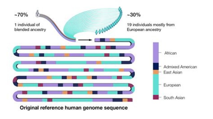 When was the zebrafish genome sequenced?