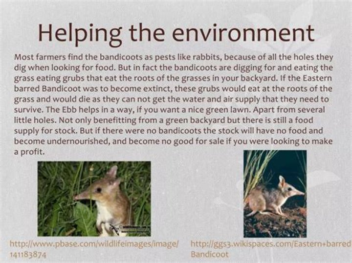 When were bandicoots discovered?