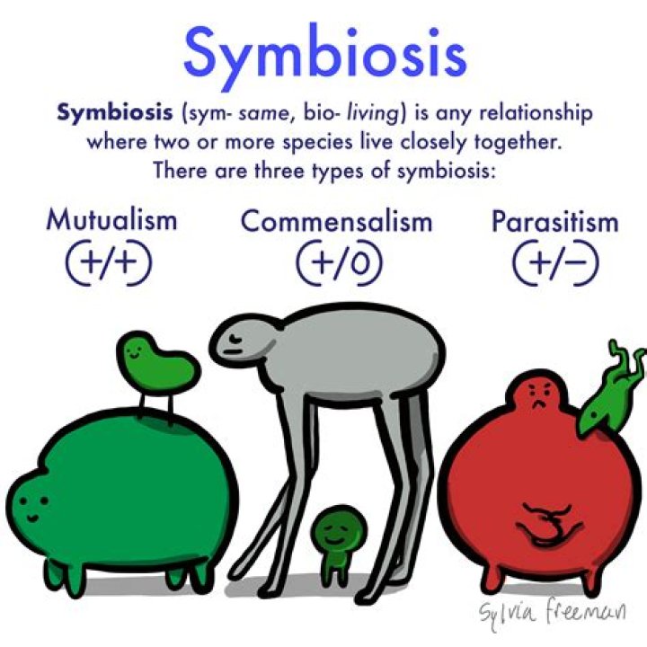 When will symbiosis result come?