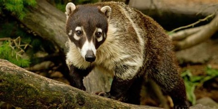 Where are coatimundi found?