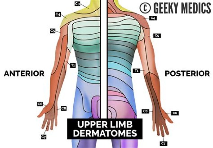 Where are dermatomes located?