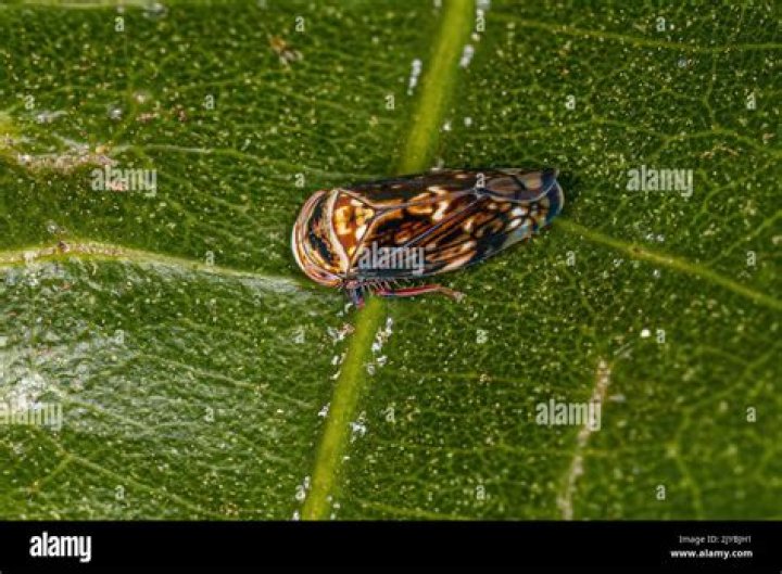 Where are leafhopper found?