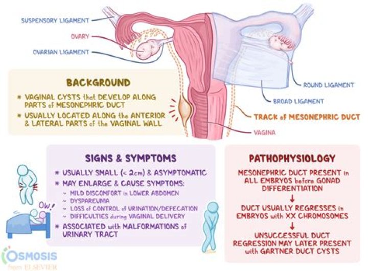 Where are nabothian cysts located?