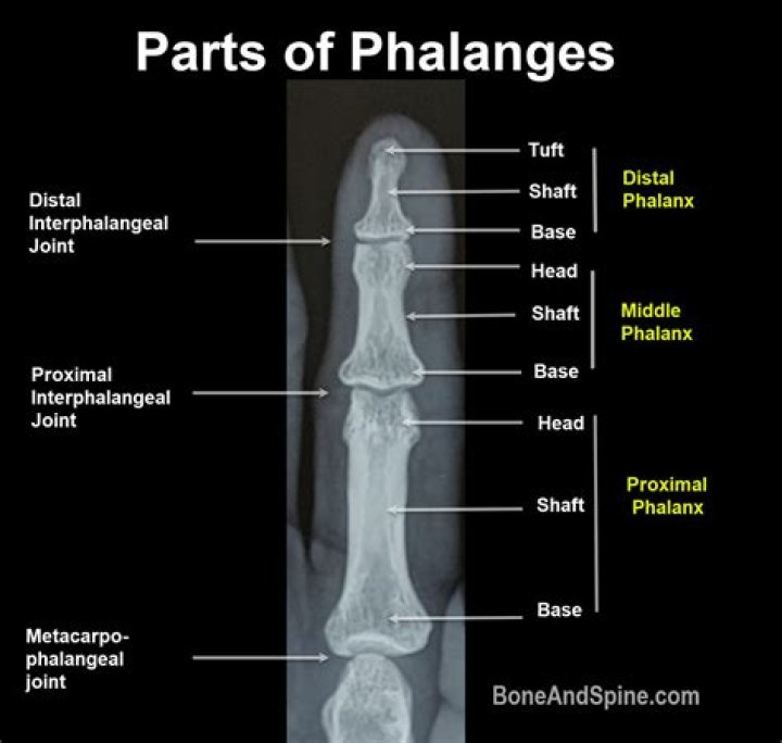 Where are phalangeal bones?