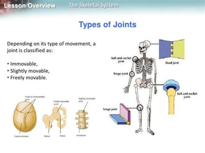 Where are slightly movable joints found?