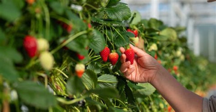 Where are strawberries grown in the winter?