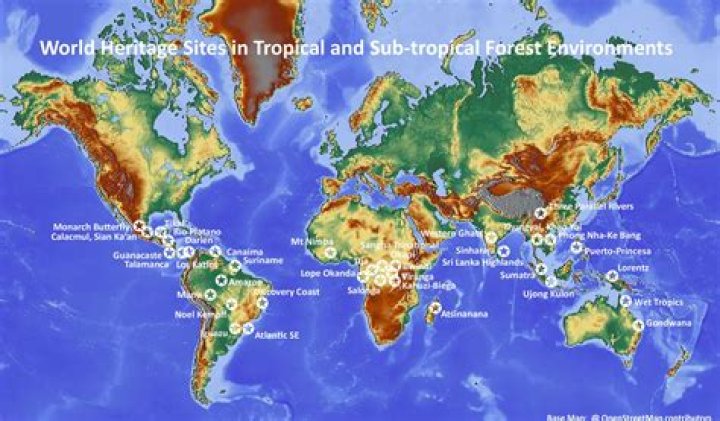 Where are subtropical forests located?