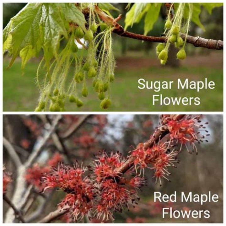 Where are sugar maple from?
