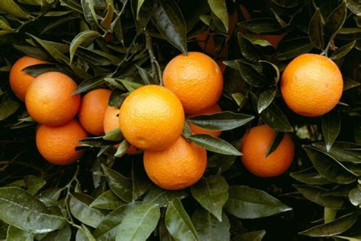 Where are sun pacific oranges grown?