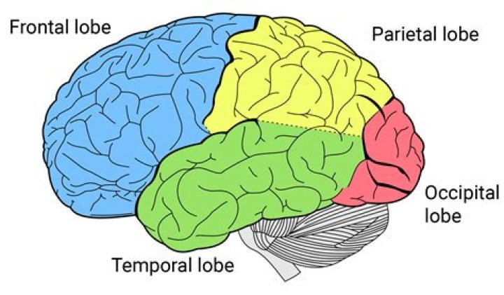 Where are the parietal lobes located?