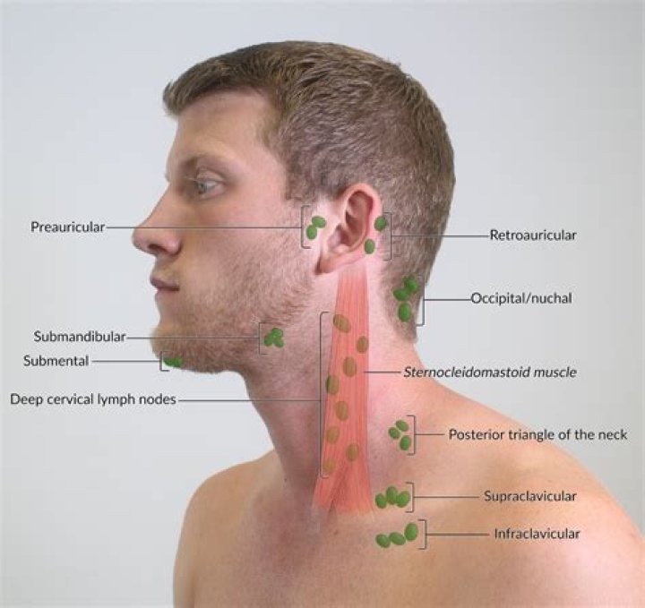Where are the supraclavicular lymph nodes?