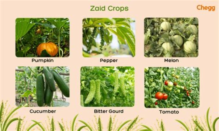 Where are zaid crops grown?