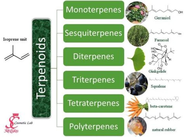 Where can terpenes be found?