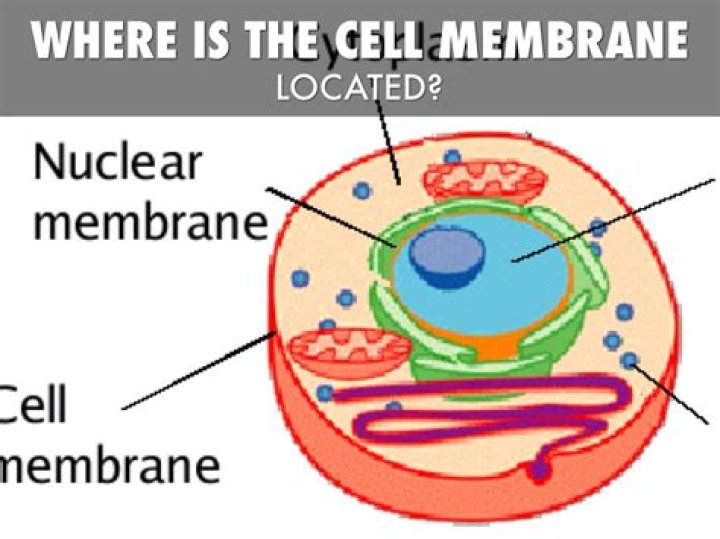 Where cell membrane is found?