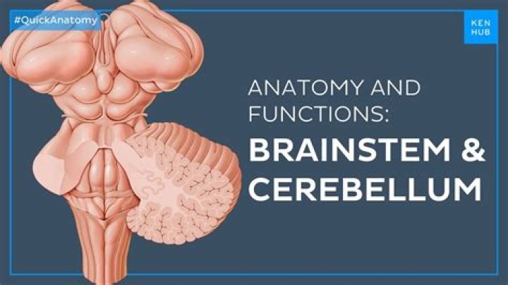 Where did cerebellum come from?