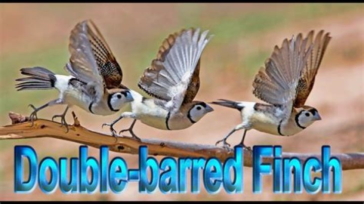 Where did double-barred finch originate?