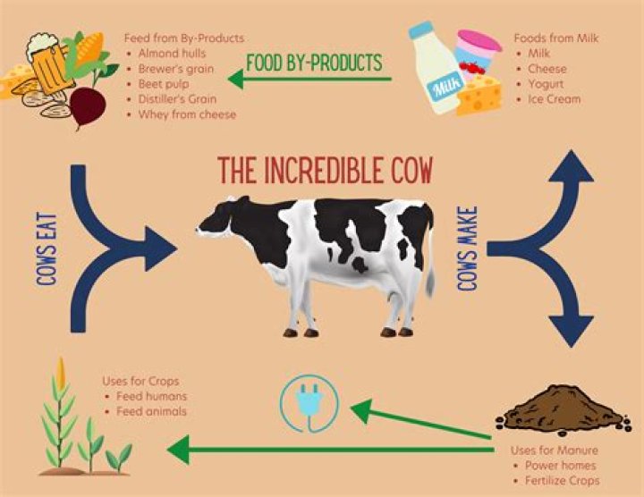 Where did milk originally come from?