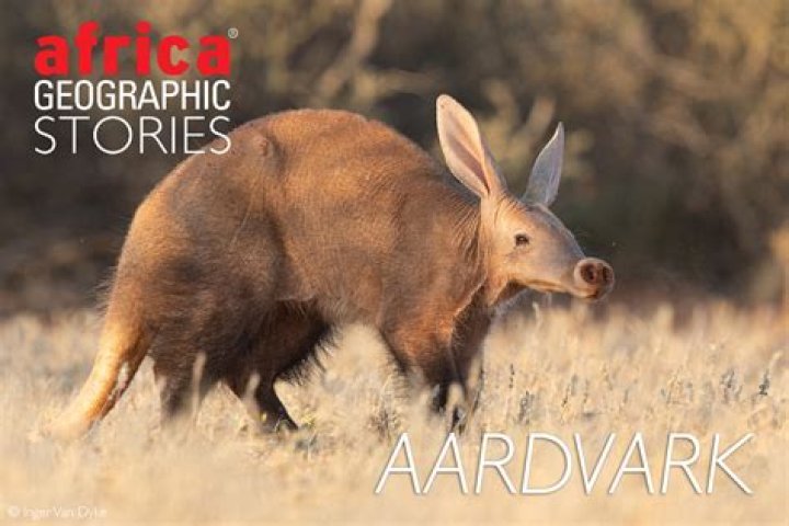 Where do aardvarks sleep?