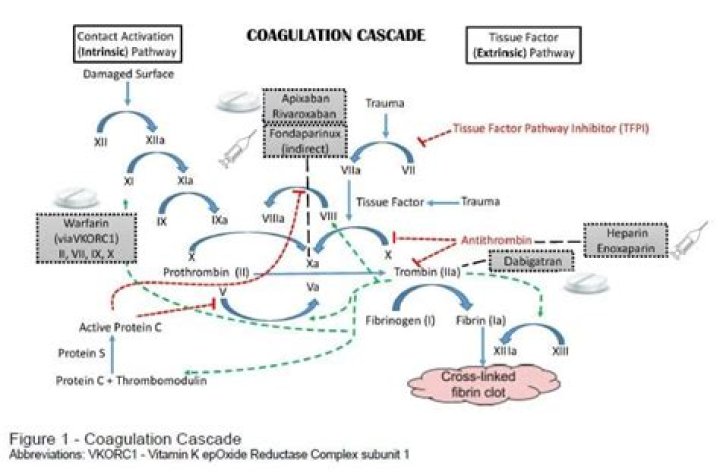 Where do anticoagulants work?