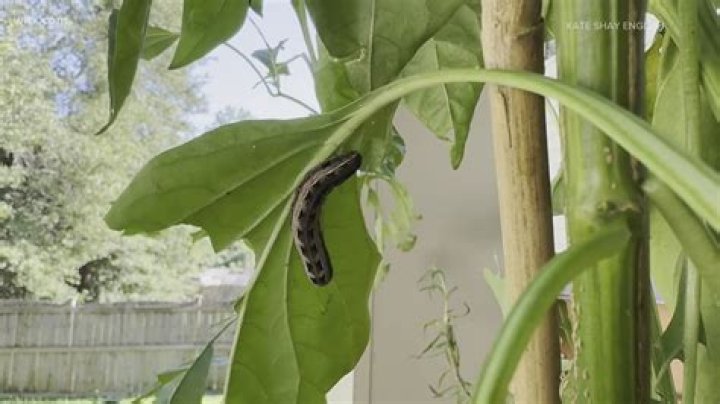 Where do armyworms originate from?