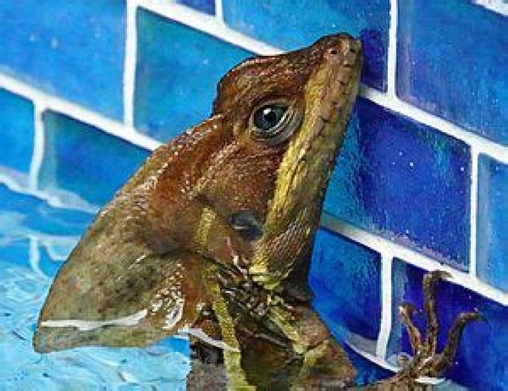 Where do basilisks live?