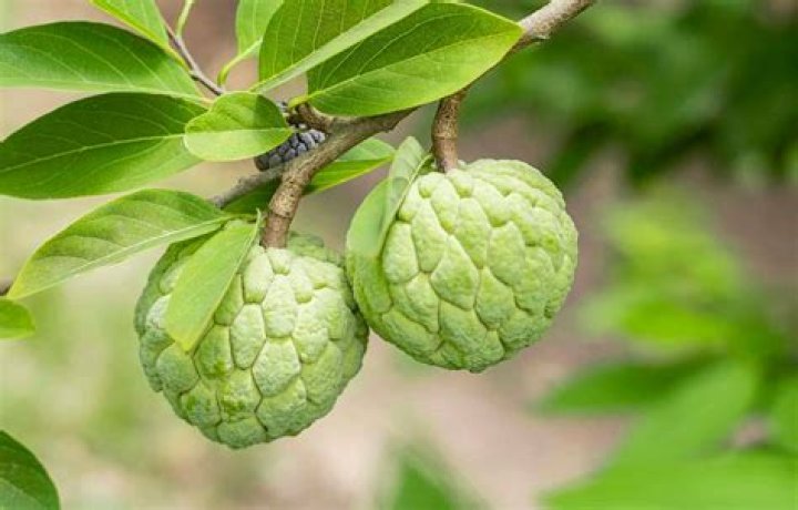 Where do custard apples grow?