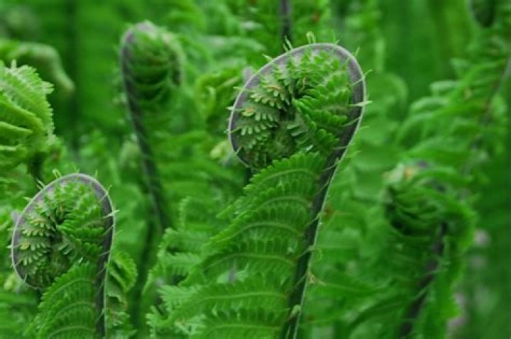 Where do fiddlehead ferns grow?