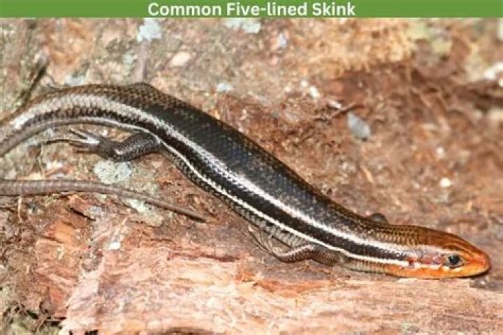 Where do five-lined skink live in missouri?