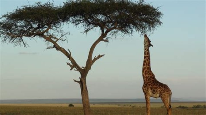 Where do giraffes defend themselves?