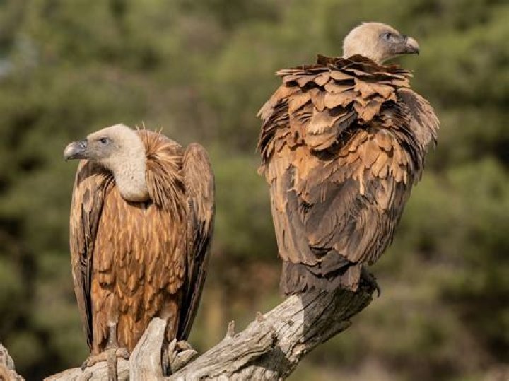 Where do griffon vultures live?