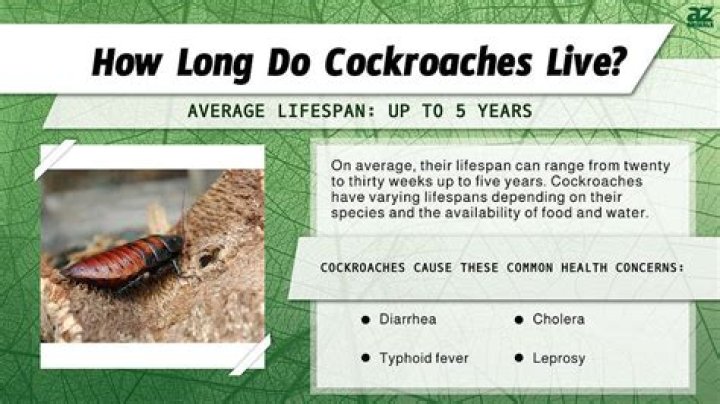 Where do hissing cockroaches live?