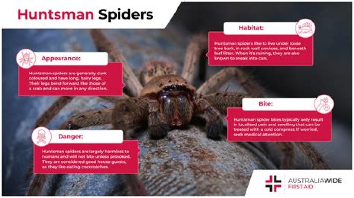 Where do huntsman spiders hide in a house?