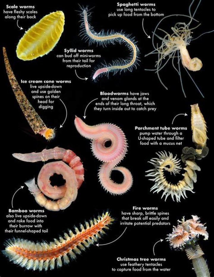 Where do larval trichinella worms live?