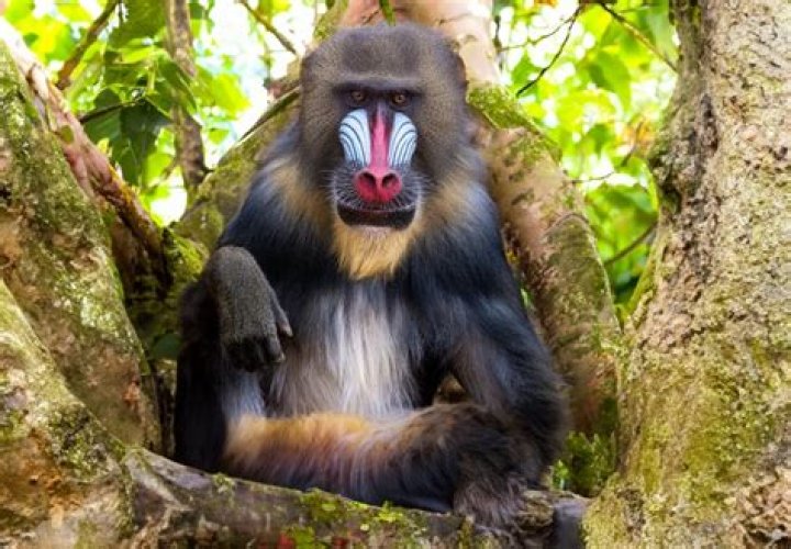 Where do mandrill monkeys live?
