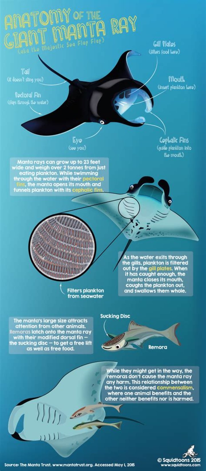 Where do manta rays eat?