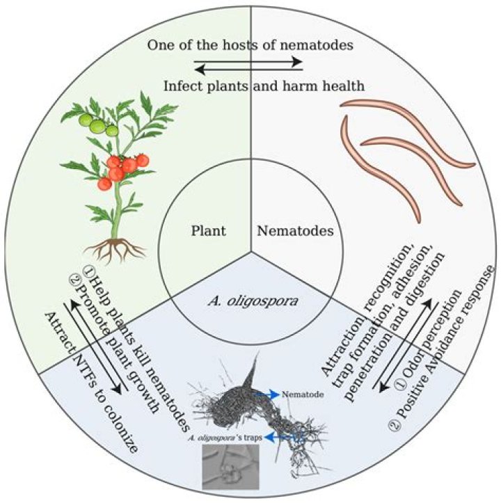 Where do nematodes come from?